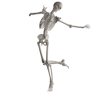 skeleton posing 3d render illustration with transparent background	
