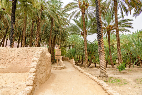 Oasis of AlUla in AlUla, Saudi Arabia.