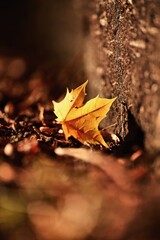 Autumn colors, nature in Canada