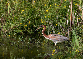 Tricolored heron hunting for Lunch