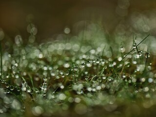 Autumn colors, nature in Canada