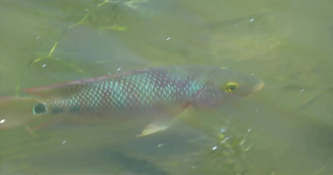 The Mayan cichlid (Cichlasoma urophthalmus), also known as the Mexican mojarra or "pearl cichlid," is a freshwater fish species|高眼麗體魚