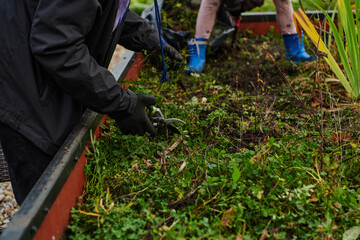 A modern family parents and children, is working together to beautify their front yard with flowers in preparation for the upcoming holiday season.