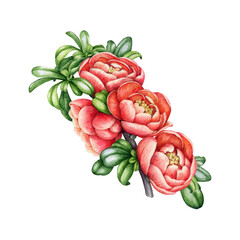 Blooming quince branch with flowers and leaves. Watercolor illustration. Hand painted quince twig vintage style decorative element. Springtime garden tree branch with flowers on white background