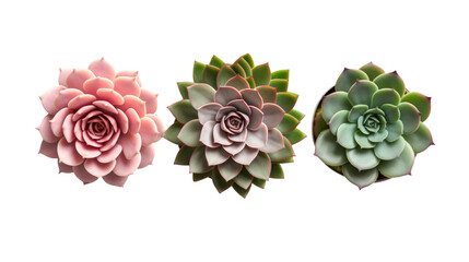 three different succulents / echeveria plants without pots isolated over a transparent background, natural interior or garden design elements, top view / flat lay, PNG
