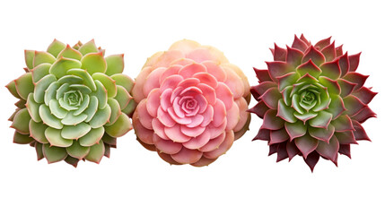 three different succulents / echeveria plants without pots isolated over a transparent background, natural interior or garden design elements, top view / flat lay, PNG