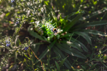 Selective blur on a Bumblebee bee foraging, gathering nectar & pollinizing the blossom of a flower in summer. The bumblebee is a common insect, part of the bombus apidae family.