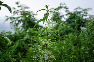 Selective blur on a macro shot of Common nettle, invading a meadow, with blooming flowers in summer. Also called urtica Dioica, the stinging nettle is an irritating plant from the Urticaceae family.