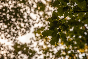 Selective blur on a Closeup on a quercus robus branch with a focus on a oak leaf at dusk. Quercus robus is a European tree, also called by the name common oak.