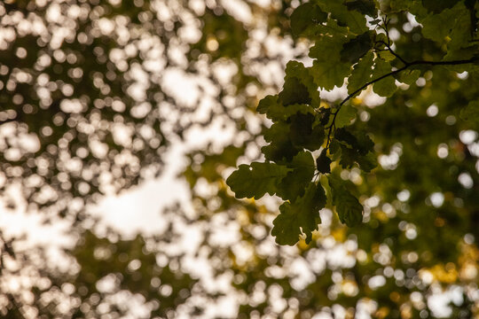 Selective blur on a Closeup on a quercus robus branch with a focus on a oak leaf at dusk. Quercus robus is a European tree, also called by the name common oak.
