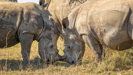 Obraz premium Two rhinos size each other up upon meeting in the grasslands