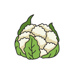 Cauliflower icon in doodle style on a white background