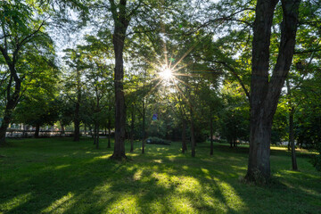 Sun shining through the trees in Parque del Retiro, Madrid, Spain