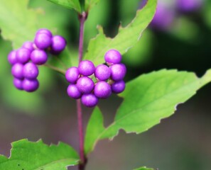 秋の散策路にきれいな紫の実　ムラサキシキブ