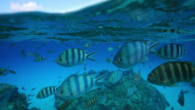 Tropical fish swimming in clear blue water. Bora Bora island, French Polynesia. Honeymoon vacation activities, snorkeling tour. Underwater, Tahiti.