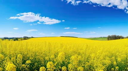Fotobehang field of yellow rapeseed © faiz
