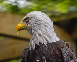 portrait of a eagle