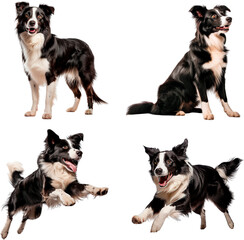 Border collie (Standing, Sitting, Jumping, Running)