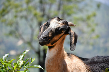 portrait of a goat