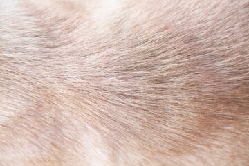 Light brown fur dog short texture soft patterns abstract line background