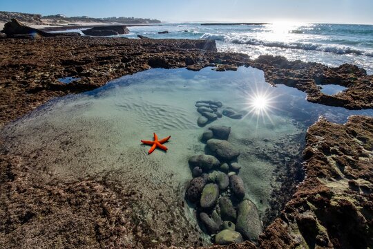 red starfish in a rockpool