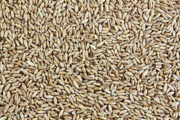 brown organic whole wheat grain as food texture background