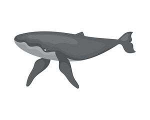 humpback sealife fauna