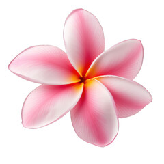 Frangipani flower isolated on transparent background. Tropical flower