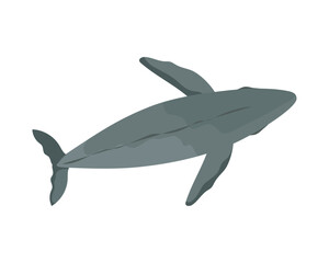 humpback sealife whale