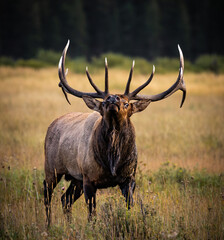 Naklejka na ściany i meble Royal bull Rocky Mountain Elk (cervus canadensis) stading in grass meadow tilting head back during fall elk rut, Rocky Mountain National Park, Colorado