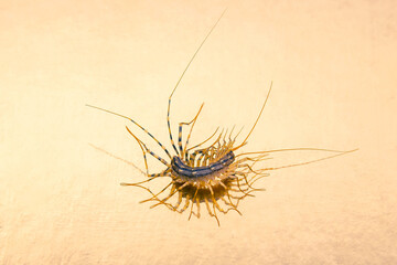 The Flycatcher scolopendra. Centipede flycatcher, insect predator Scutigera coleoptrata