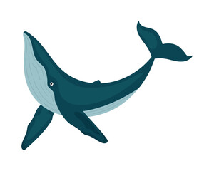 humpback sealife illustration