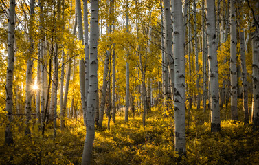 Evening sun peaking through dense aspen grove during fall colors Crested Butte, Colorado