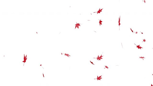 真っ赤な紅葉が舞う（ループ）背景白
