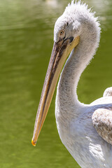 Close-up of Dalmatian pelican (Pelecanus crispus) 