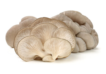 oyster mushroom on white background