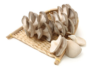 oyster mushroom on white background