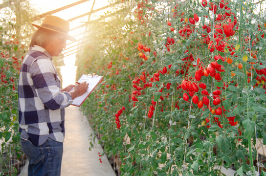 Senior farmer is inspecting tomatoes in the greenhouse that are ripe and ready to be cut, natural products without toxic substances, selective focus