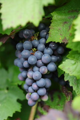 Large bunches of red wine grapes hang from an old vine in warm afternoon light. - 657974432