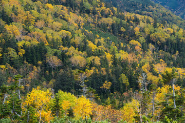 Fototapeta premium 北アルプスの雲の平の紅葉の風景