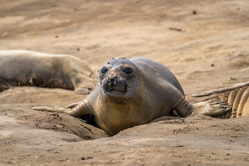 Fototapeta premium Elephant seal on the beach. Wildlife photography.