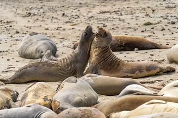 Elephant seals roar at each other, Point Reyes, California