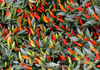 Beautiful bright tiny red color of Ornamental Pepper 'Demon Red'