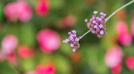 Purple petaled Verbena bonariensis. purpletop vervain, clustertop vervain, Argentinian vervain, pretty verbena,  tall verbena