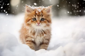 Foto op Plexiglas a cute cat playing in the snow © Yoshimura