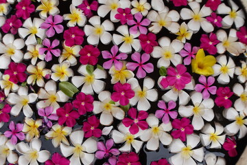 Beautiful small flowers　綺麗な花びらが浮かぶ水瓶