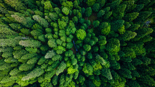 Aerial / Drone view of the forest © AMIT KUMAR SINGH