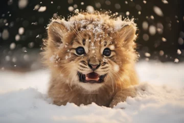 Foto op Plexiglas a cute lion playing in the snow © Yoshimura