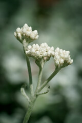 white flowers in the morning