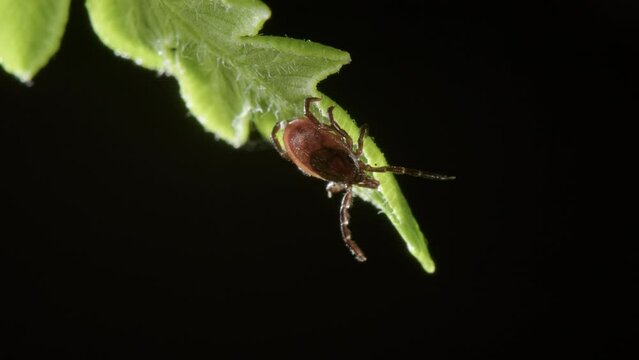 Questing of tick on leaf with its outstretched legs, waiting to grab onto a host